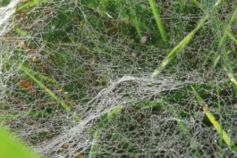 Spiderweb with drops of dew 