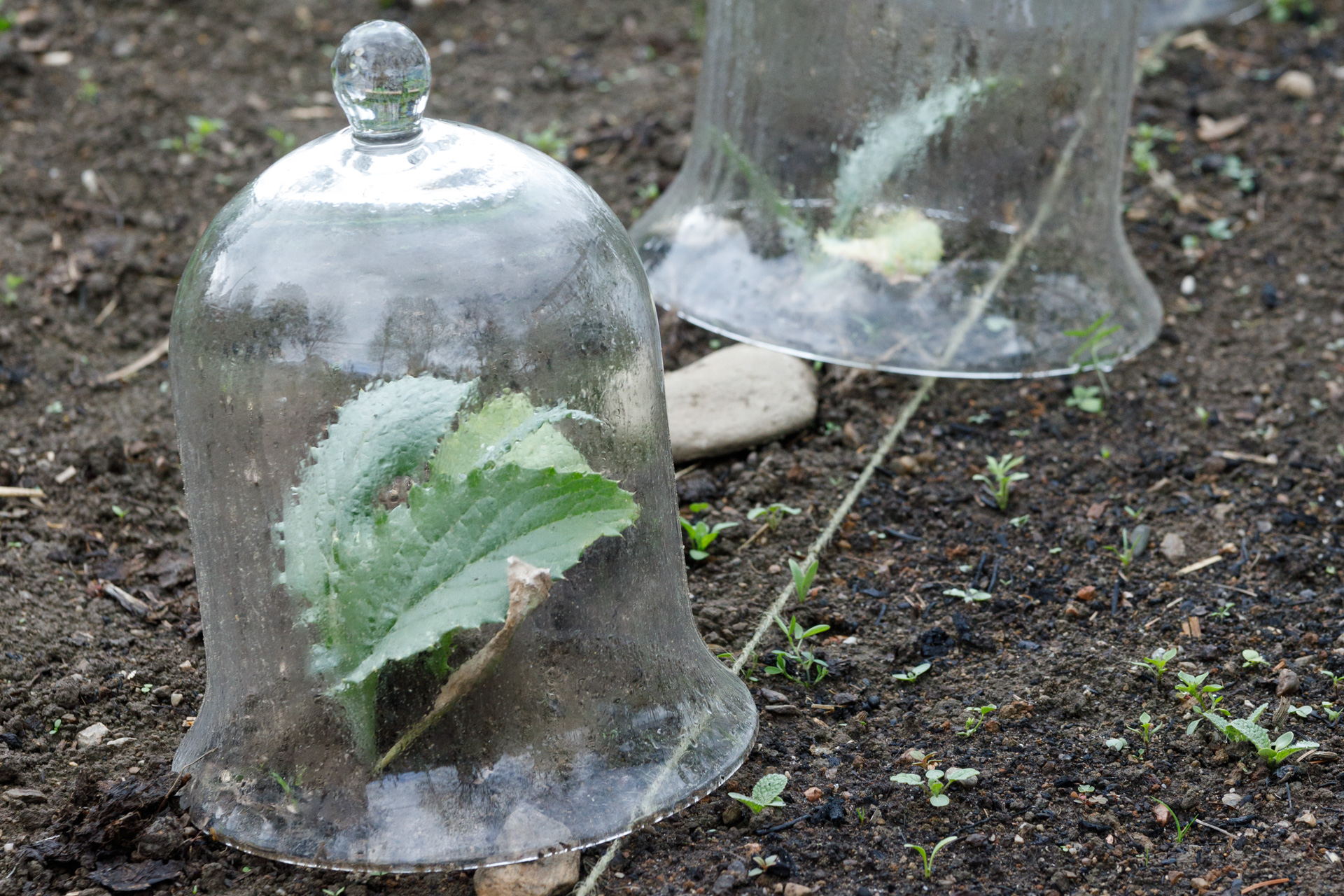 Glass protection of growing artichokes.