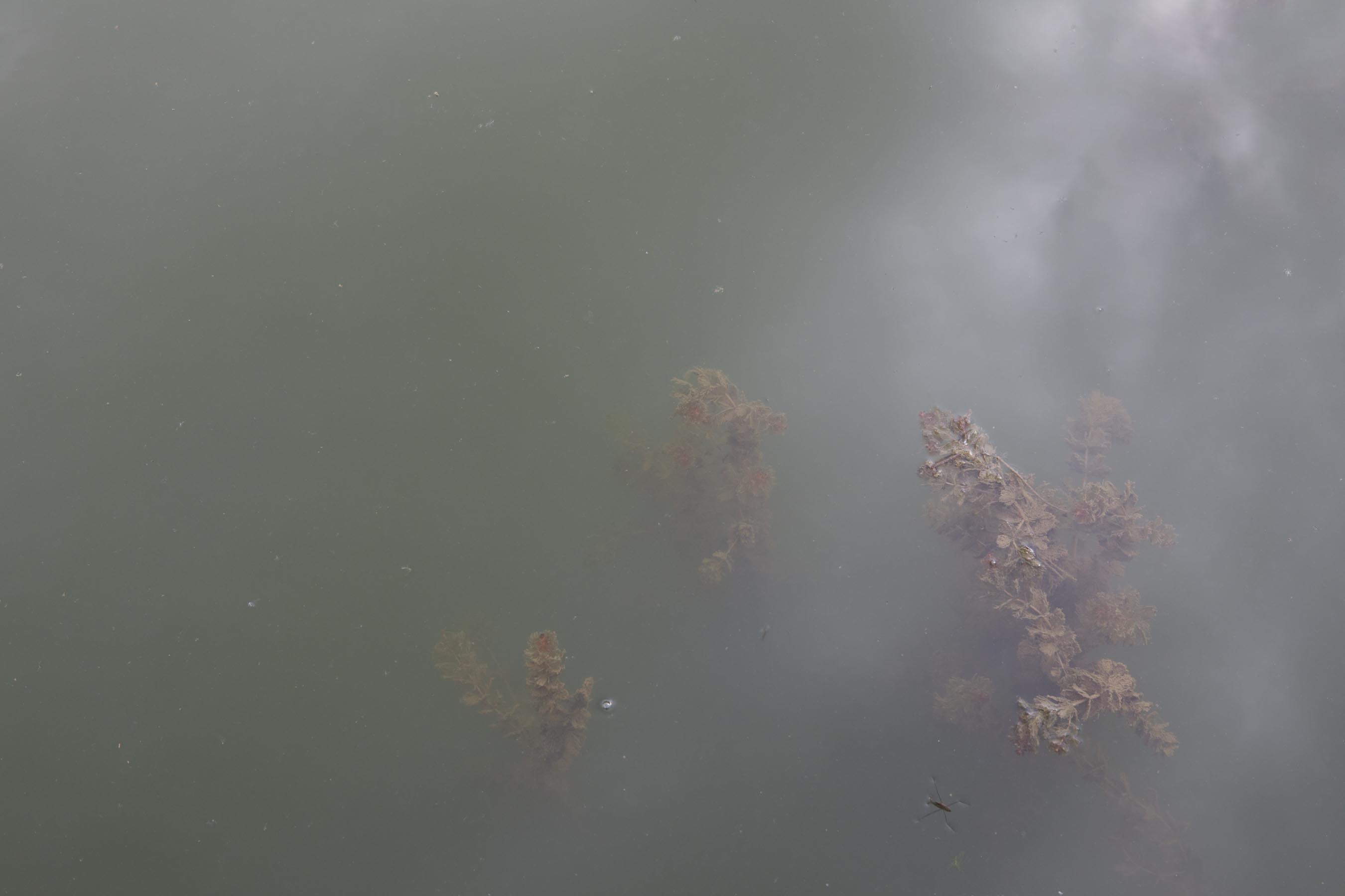 Murky Water in a channel near Langres, France