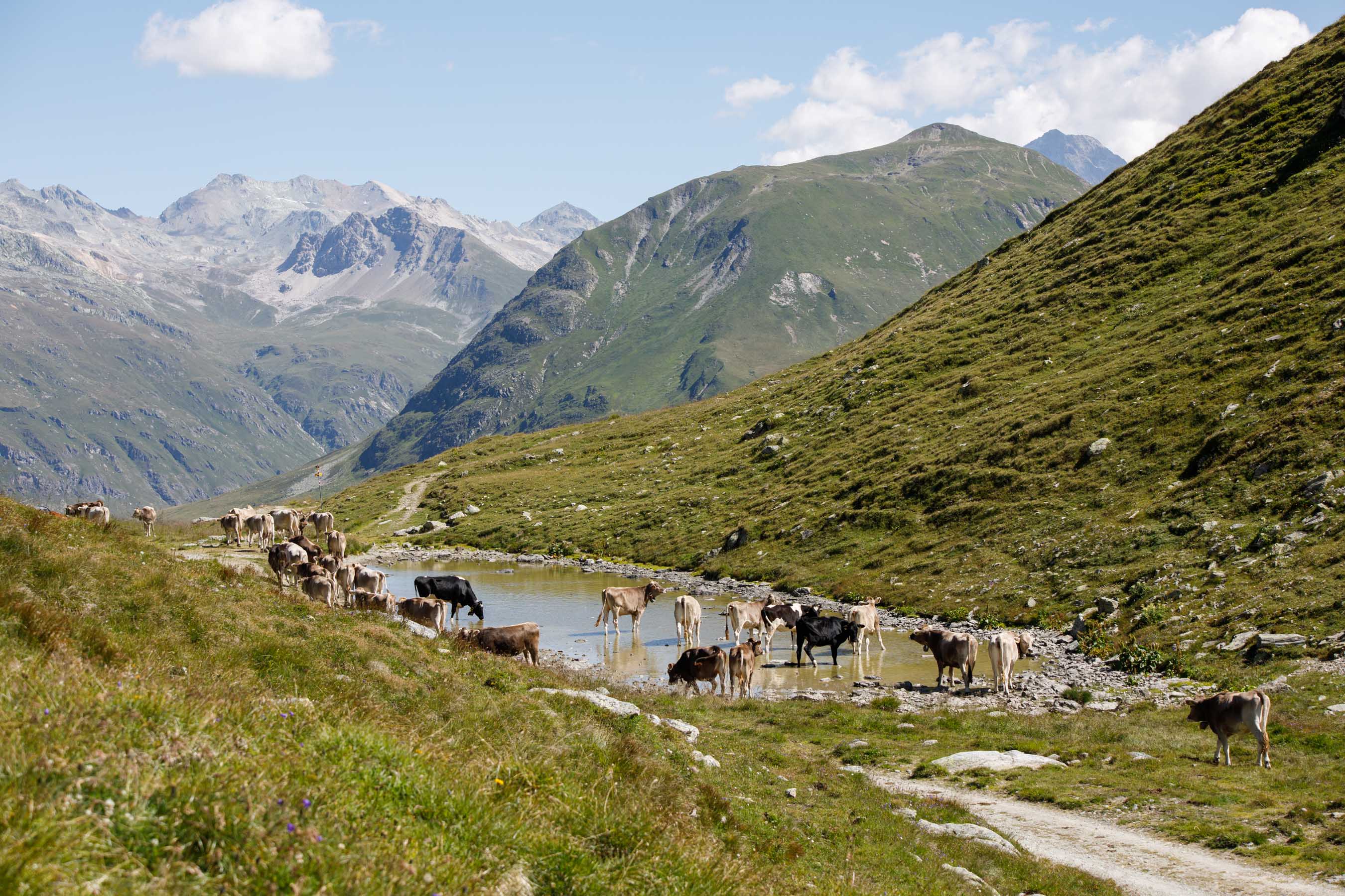 Cows drinking from a pond on an alpine pasture
