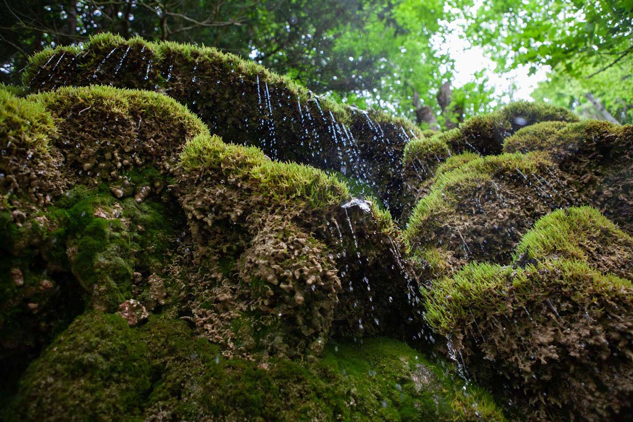 Rain and springwater in forest landscape 