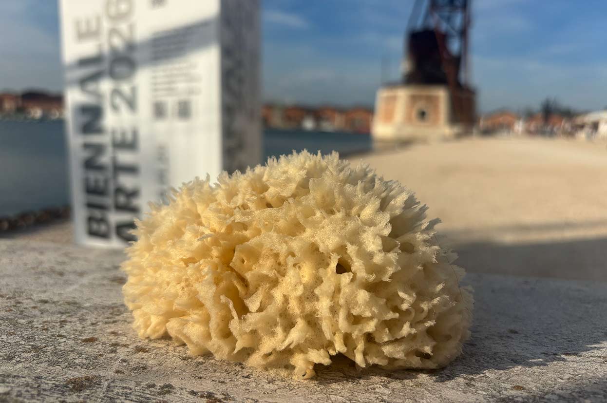 Sponge at the Biennale Venice 2026